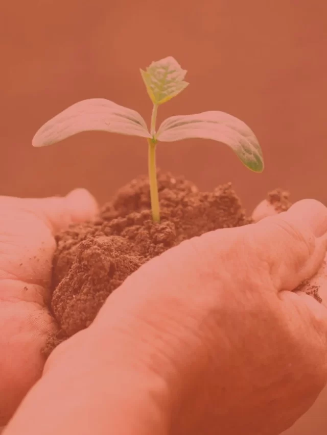 Agricultura de Jardinagem: o que é e como funciona?